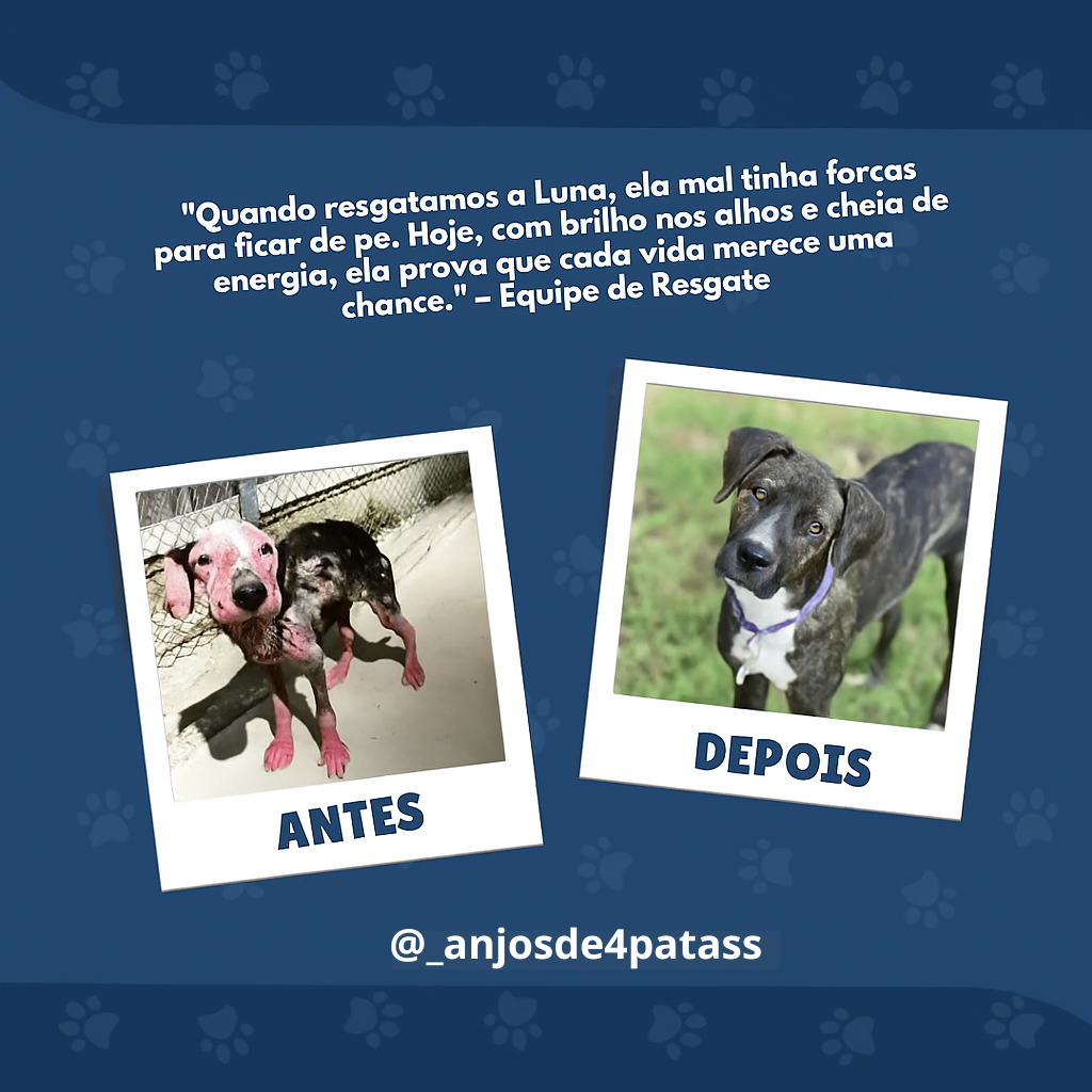Anjos de 4 Patas